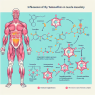 Influence du tamoxifène sur le métabolisme musculaire