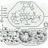 Acétate de trenbolone et métabolisme du glucose