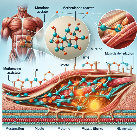 Acétate de méthénolone dans la prévention de la dégradation musculaire