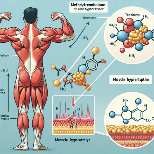 Effet de la méthyltrenbolone sur l'hypertrophie musculaire